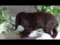 Cocker Spaniel dogs for sale: Luca - Video 1