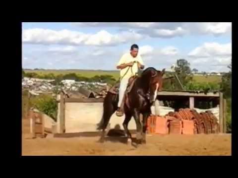 Garanhão Crioulo Soldado de Santa Angélica
