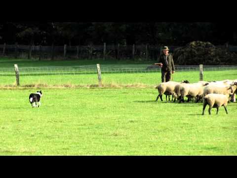 Sheep herd 2 HD. Schaapskudde Elspeet