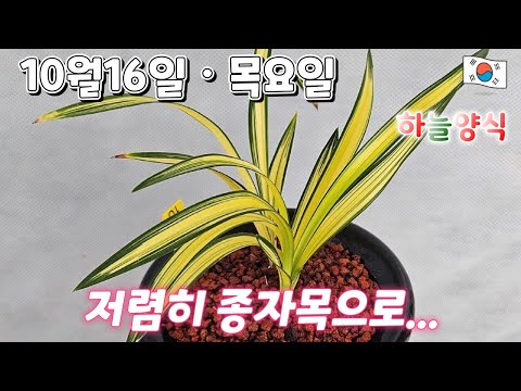 유튜브 썸네일
