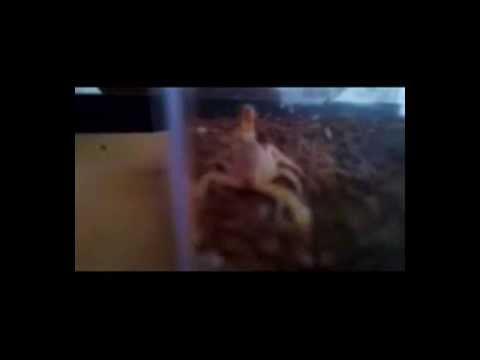 Škorpión pruhovanochvostý (Paravaejovis spinigerus) — video o chove a starostlivosti