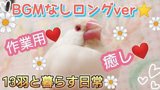 【文鳥】BGMなしロングver☆13羽と暮らす日常詰め合わせ☆作業用に♪