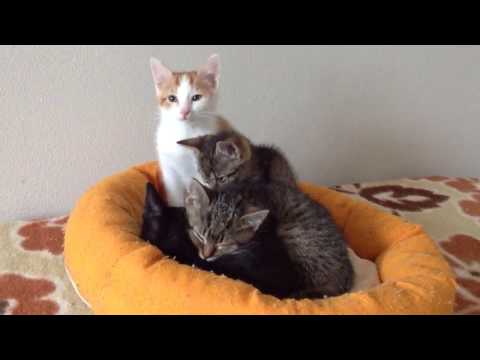 Kočičí dům PSOZ - Kocour Felix