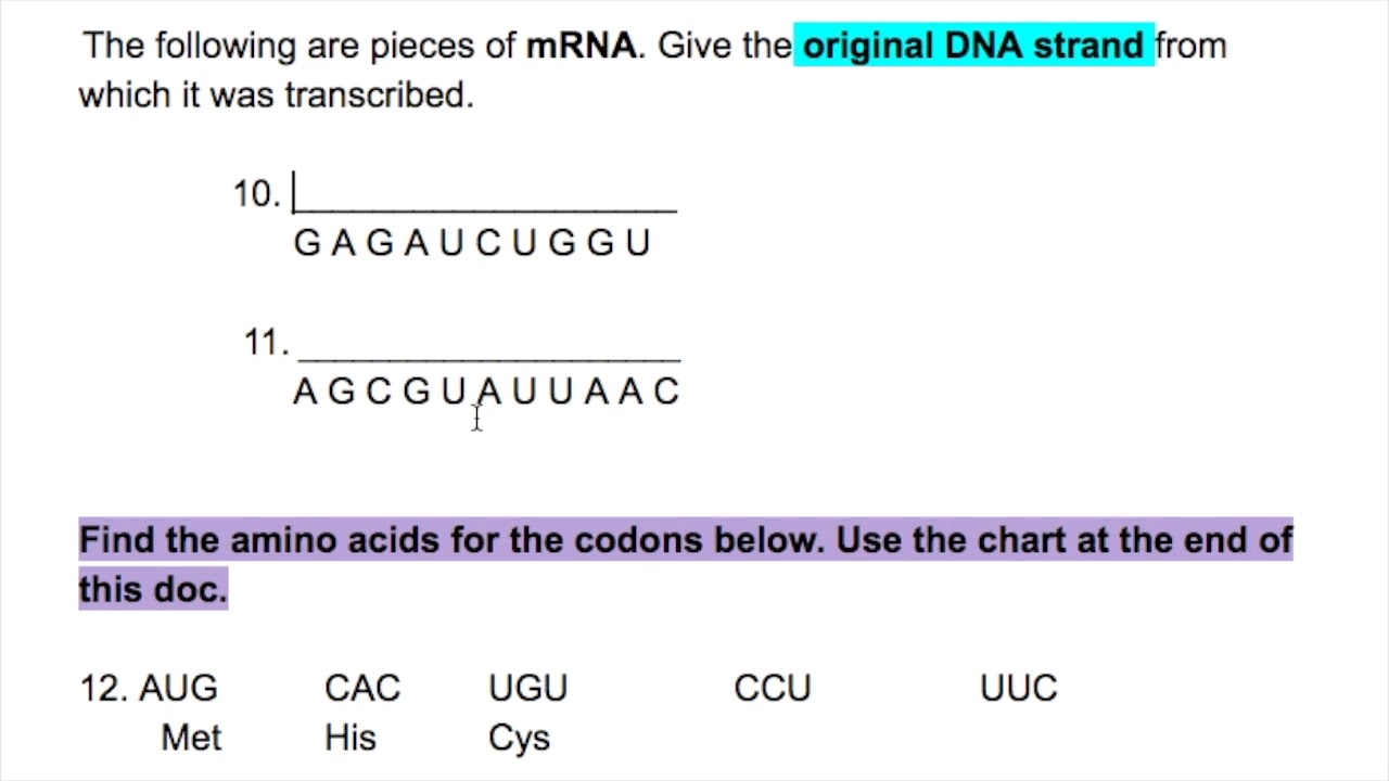 DNA and RNA Pairing Worksheet