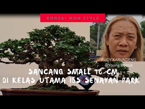 SANCANG SMALL DI KELAS UTAMA IBC (INDONESIA BONSAI CHAMPIONSHIP) SENAYAN PARK 2022