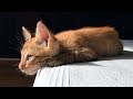 Orange Tabby Kitten Waiting His Twin For A Chill Out