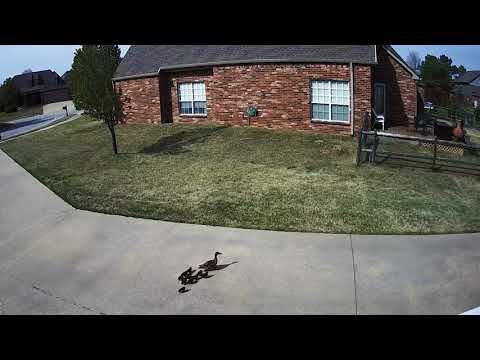 Mother Duck and her Baby Ducklings 4-17-2018