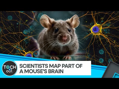 Mouse Brain Map Reveals Neural Network | WION Tech It Out