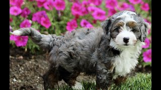 Video preview image #1 Bernedoodle (Miniature) Puppy For Sale in GORDONVILLE, PA, USA
