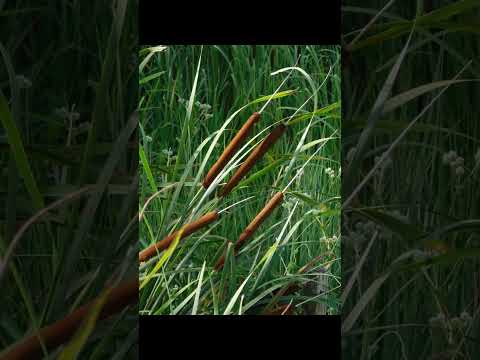 En el bañado crece el totoral, entre flores descansa la liebre y canta el Crespín