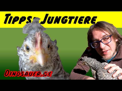 Hühner Tipps: Jungtiere, Stall und Auslauf