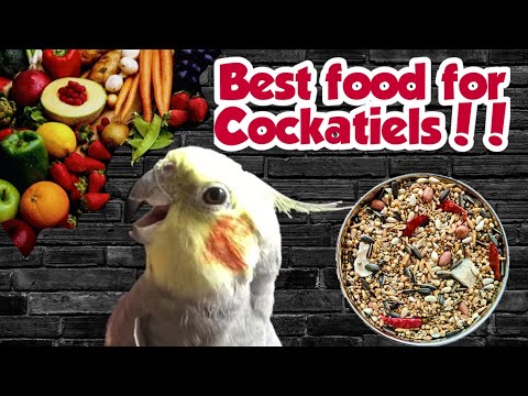 YouTube video about: Can you feed cockatiels wild bird food?