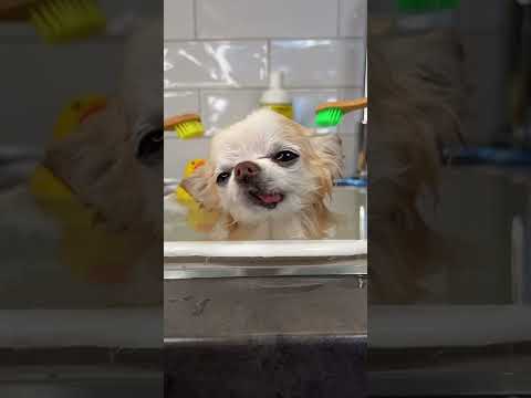 A Moment Of Zen For Chihuahua Cedric #dogbath