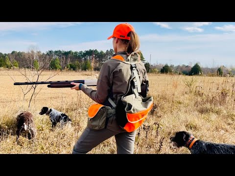 GWP vs WPG Wirehaired Pointers #quailhunting in Mississippi