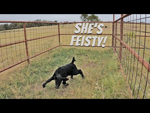 Tired of Working Cattle Yet?