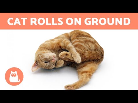 My CAT ROLLS on the GROUND - Why? 🐱 (10 Causes)