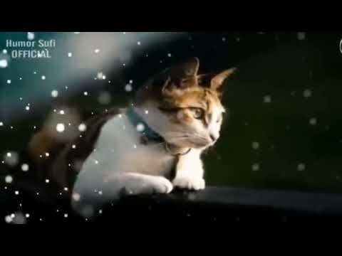 asal usul anjing dan kucing. sampai ber musuhan sampai sekarang