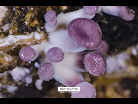 Mushroom Panus Lecomtei Growing Time-lapse 4k