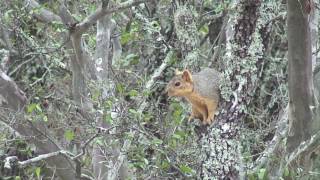 preview picture of video 'Deer Left Overnight Eaten by Fox'