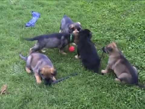 Kent von der Wolfskralle x Honey z údolí Úpy - věk 49 dnů