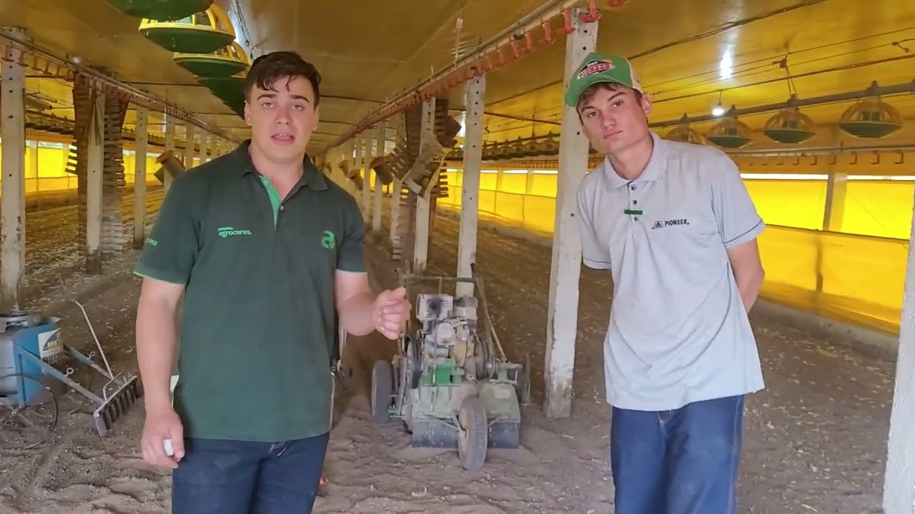 Manejo da cama do aviário