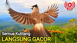 Download lagu Suara pikat Burung Kutilang Gacor mp3