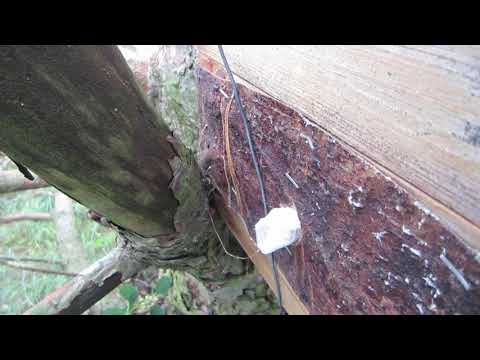 Пчеловодство.Что будет с ловушкой на пчёл из ДВП если часто шли дожди летом.#Роеловство #рой_пчёл