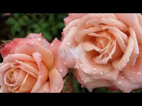 П.И.Чайковский - Вальс цветов - Tchaikovsky - Waltz of the Flowers