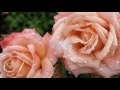 П.И.Чайковский - Вальс цветов - Tchaikovsky - Waltz of the Flowers 