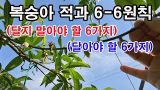 복숭아 적과 6-6원칙(달지 말아야 할 6가지, 달아야 할 6가지)-복숭아 열매솎기, 복숭아 적화, 복숭아 …