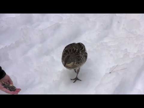 Feeding Birds by Hand (Ruffed Grouse)