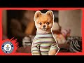 Jiffpom The Fastest Dog On Two Paws Meet The Record Barkers