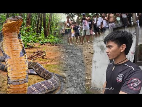 NAPAKALAKING KING COBRA SA TANAUAN BATANGAS WALANG TAKAS