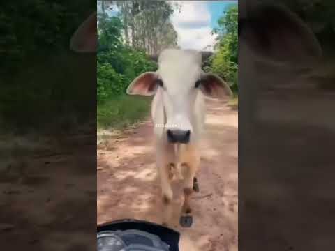 tibo dewe kok nesu  !?