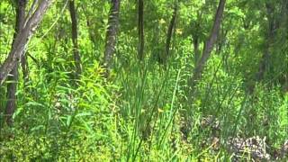 avatar scene stranger in the woods