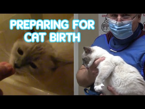 How To Prepare For Cat Birth: Here's A Home Birthing Kit To Help Deliver Kittens Safely /Ragdoll Cat