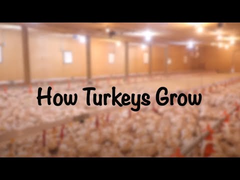 , title : 'How Turkeys grow'