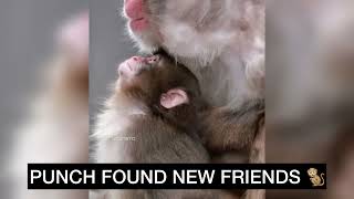 Download lagu Punch New Friends #punch #monkey #punchmonkey #japan #zoo #fyp #punchi #love #hangintherepunch #fb mp3 Download lagu Punch New Friends #punch #monkey #punchmonkey #japan #zoo #fyp #punchi #love #hangintherepunch #fb mp3