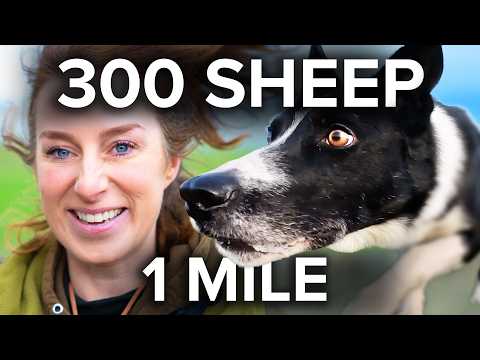 Wild & Tame and CSJ Specialist Canine Feeds