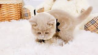 ブリティッシュロングヘアの動画02