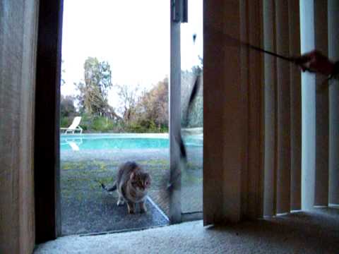 Rajah and Jasmine.MP4