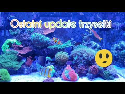 Akwarium morskie 300l.Ostatni update trzysetki
