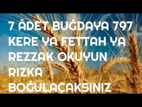 7 ÂDET BUĞDAYA 797 KERE YA FETTAH YA REZZAK OKUYUN RIZKA BOĞULACAKSINIZ