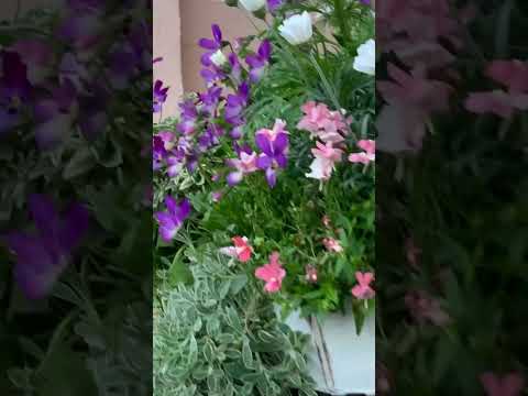 吊り下げられた花と多年草 – 目を引く花のエクステリアのための 10 のアイデア  庭園