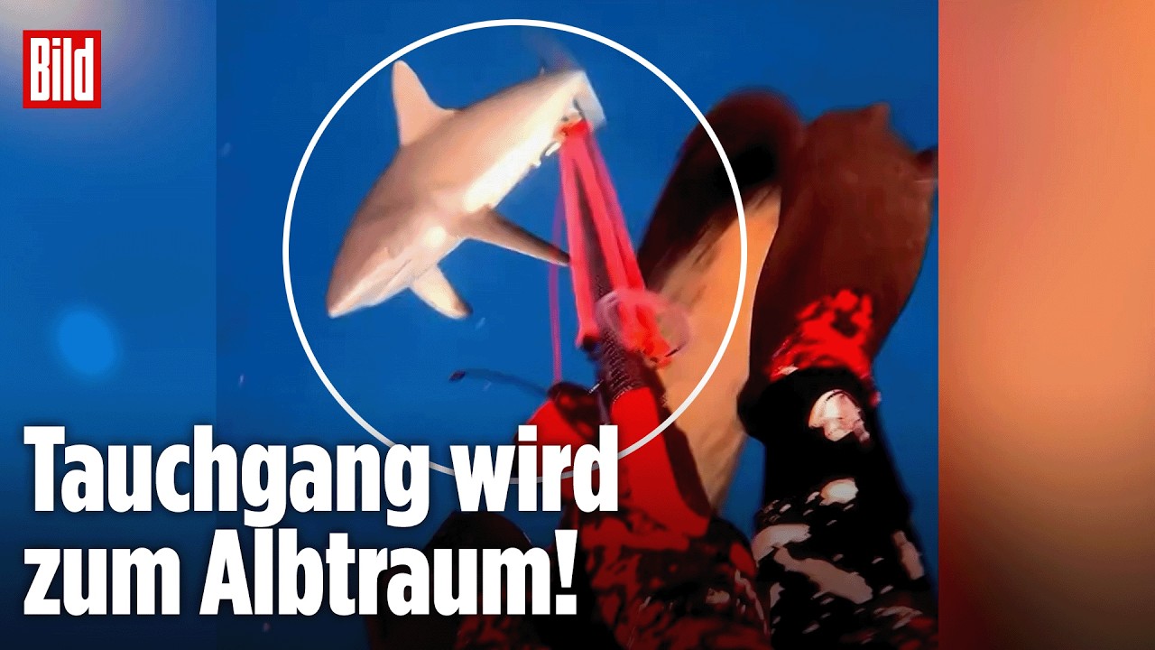 FIDSCHI-INSELN: Hai-Attacke vor laufender Kamera! Unglaubliche Szenen
