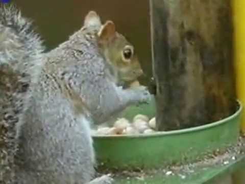 Mission Impossible Squirrel -98Richardstanley