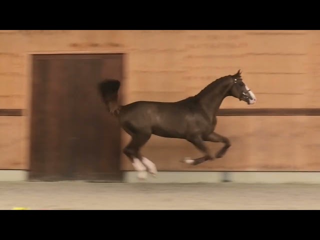 Gaits