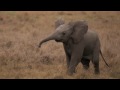 Ska-Talites - Baby Elephant Walk