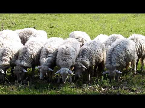Pastorizia: come si fa il pascolo e la mungitura delle pecore di Aldo Sara
