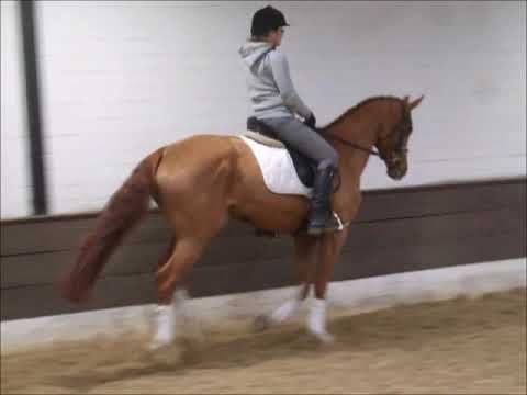 BETTY BARCLAY 6j. v. Bretton Woods- Lauries Crusador xx VB 12.000,- Euro